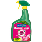 Maladies rosiers